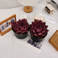 6'' Echeveria Agavoides Romeo, Rare Live Succulent Plants