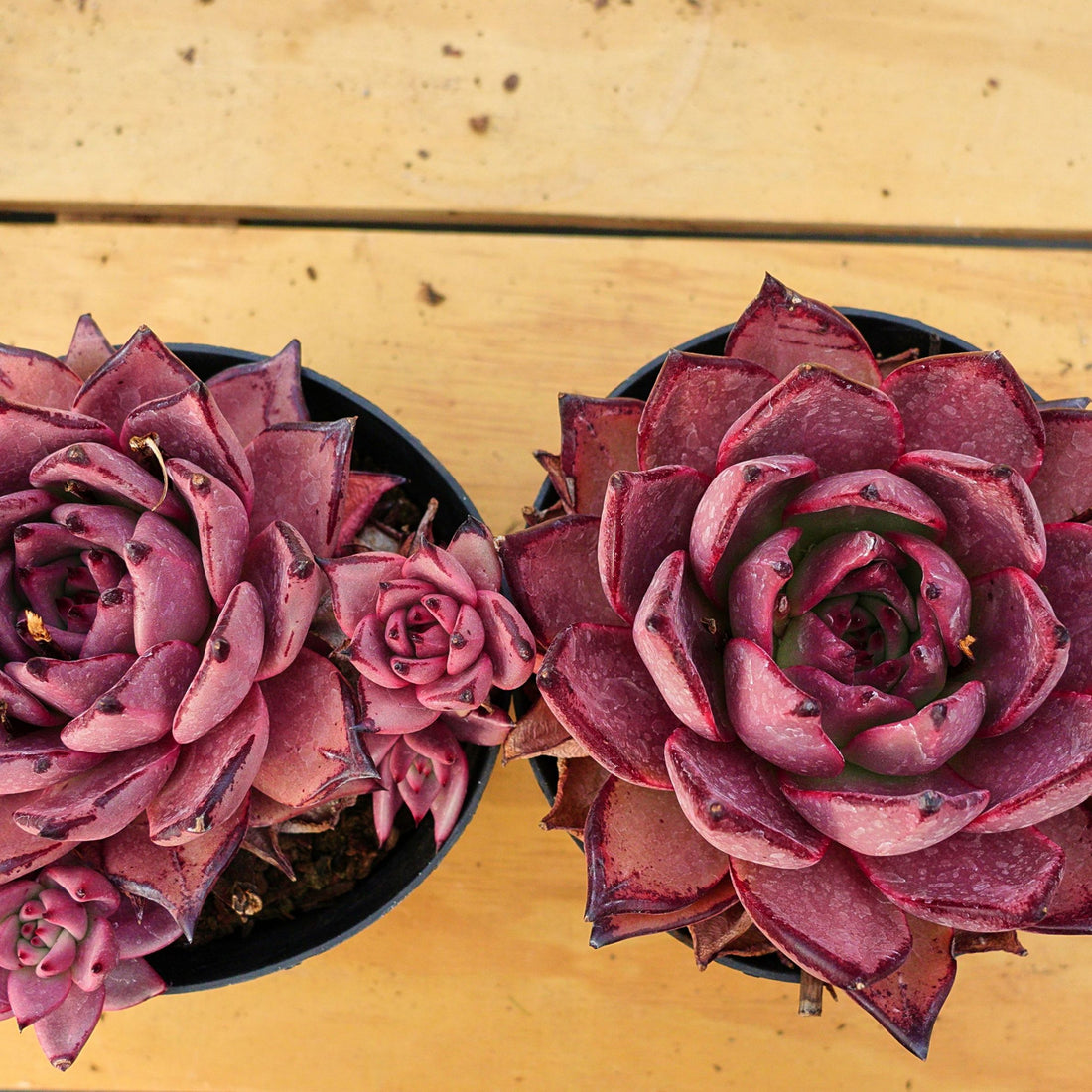 6'' Echeveria Agavoides Romeo, Rare Live Succulent Plants