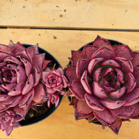 6'' Echeveria Agavoides Romeo, Rare Live Succulent Plants