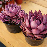 6'' Echeveria Agavoides Romeo, Rare Live Succulent Plants