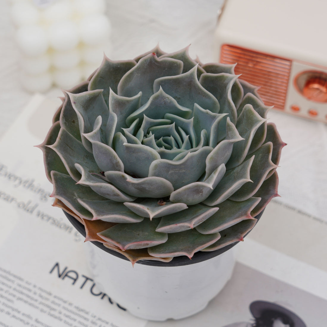 5'' Echeveria Desert Camel, Rare Live Succulent Plants