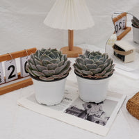 5'' Echeveria Desert Camel, Rare Live Succulent Plants