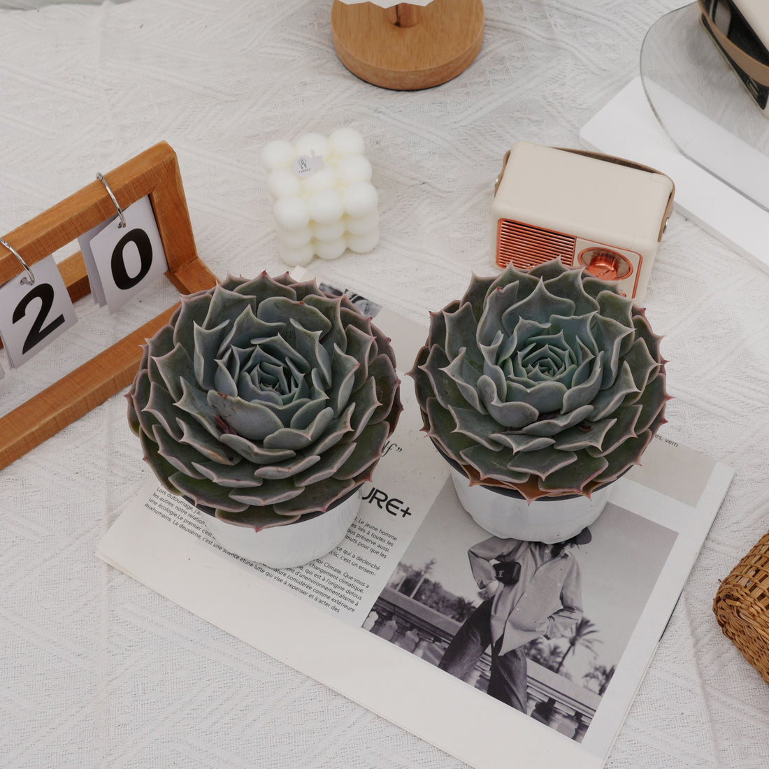 5'' Echeveria Desert Camel, Rare Live Succulent Plants