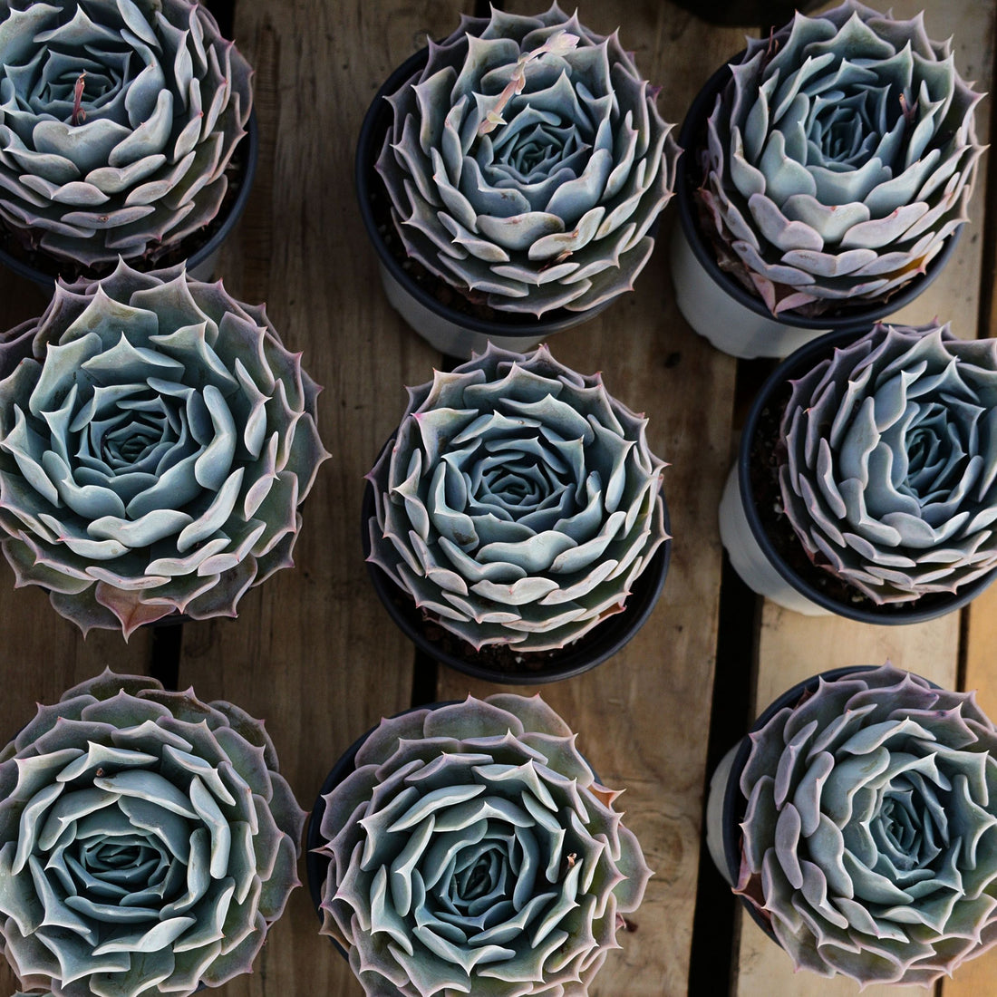 5'' Echeveria Desert Camel, Rare Live Succulent Plants