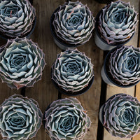 5'' Echeveria Desert Camel, Rare Live Succulent Plants