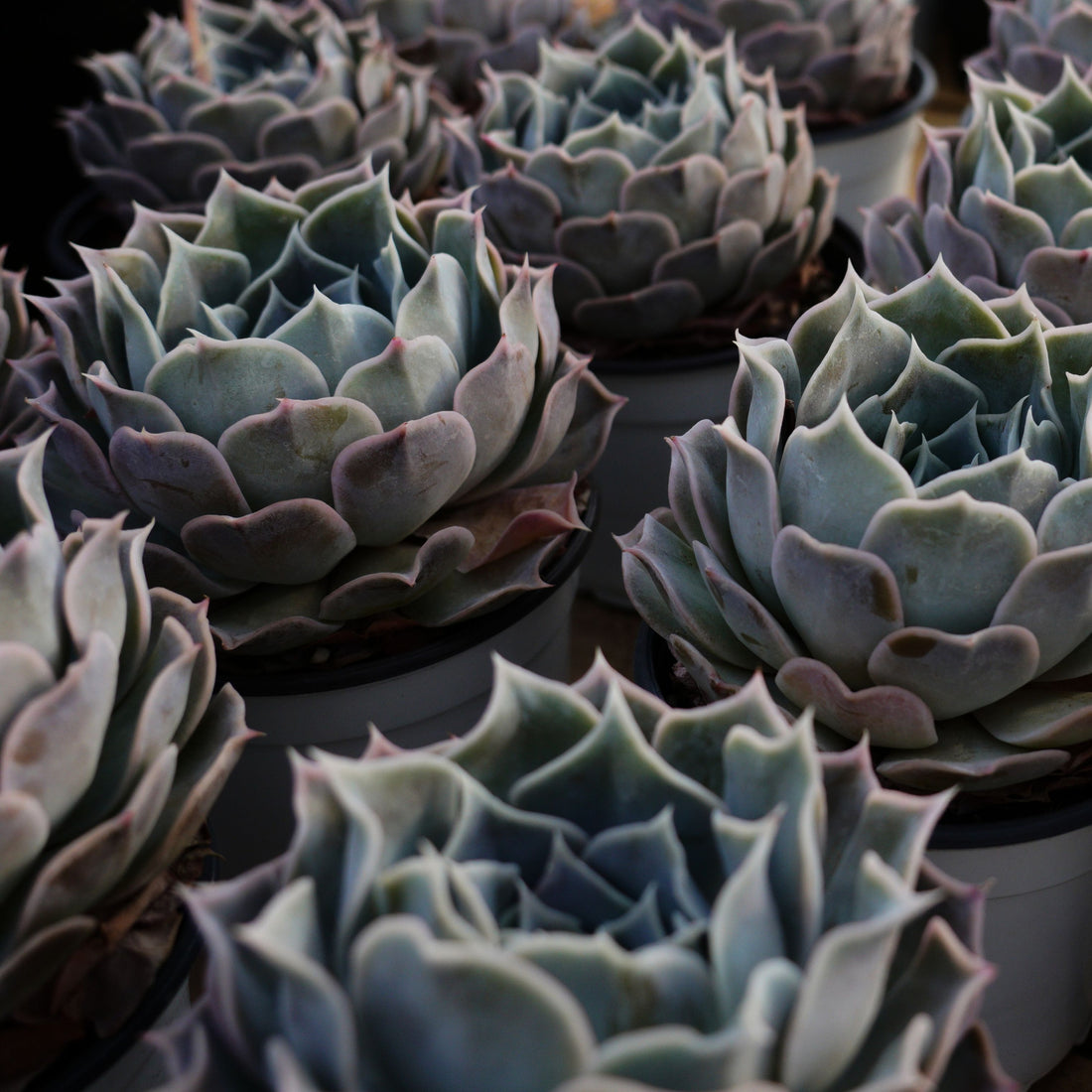 5'' Echeveria Desert Camel, Rare Live Succulent Plants