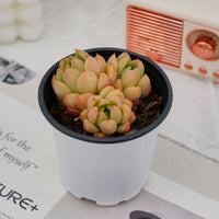 3'' Echeveria Green Submariner, Rare Live Succulent Plants