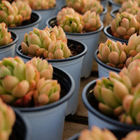 3'' Echeveria Green Submariner, Rare Live Succulent Plants