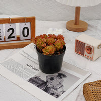 5'' Echeveria Rolly, Rare Live Succulent Plants