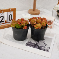 5'' Echeveria Rolly, Rare Live Succulent Plants