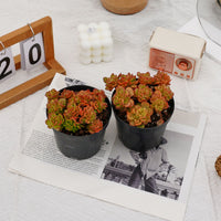 5'' Echeveria Rolly, Rare Live Succulent Plants