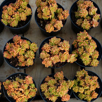 5'' Echeveria Rolly, Rare Live Succulent Plants