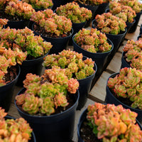 5'' Echeveria Rolly, Rare Live Succulent Plants