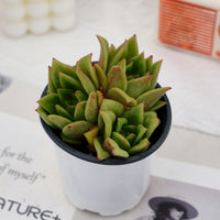 4'' Echeveria Green Rose, Rare Live Succulent Plants