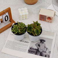 4'' Echeveria Green Rose, Rare Live Succulent Plants