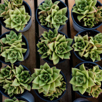 4'' Echeveria Green Rose, Rare Live Succulent Plants