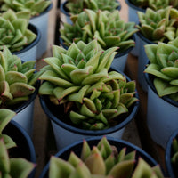 4'' Echeveria Green Rose, Rare Live Succulent Plants
