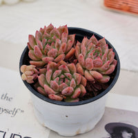 4'' Echeveria Frost Flower, Rare Live Succulent Plants