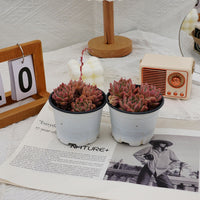 4'' Echeveria Frost Flower, Rare Live Succulent Plants