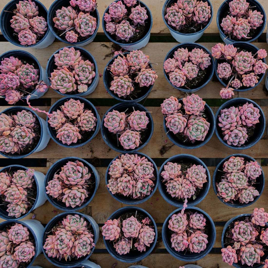 4'' Echeveria Frost Flower, Rare Live Succulent Plants