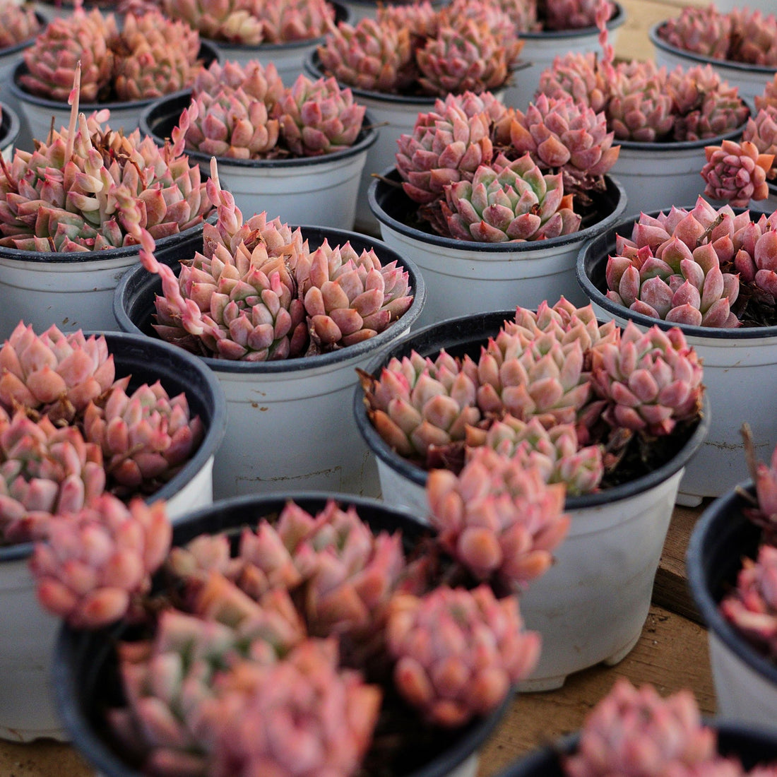 4'' Echeveria Frost Flower, Rare Live Succulent Plants