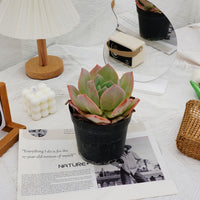 6'' Echeveria Hakuhou, Rare Live Succulent Plants