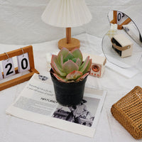 6'' Echeveria Hakuhou, Rare Live Succulent Plants