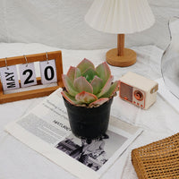 6'' Echeveria Hakuhou, Rare Live Succulent Plants