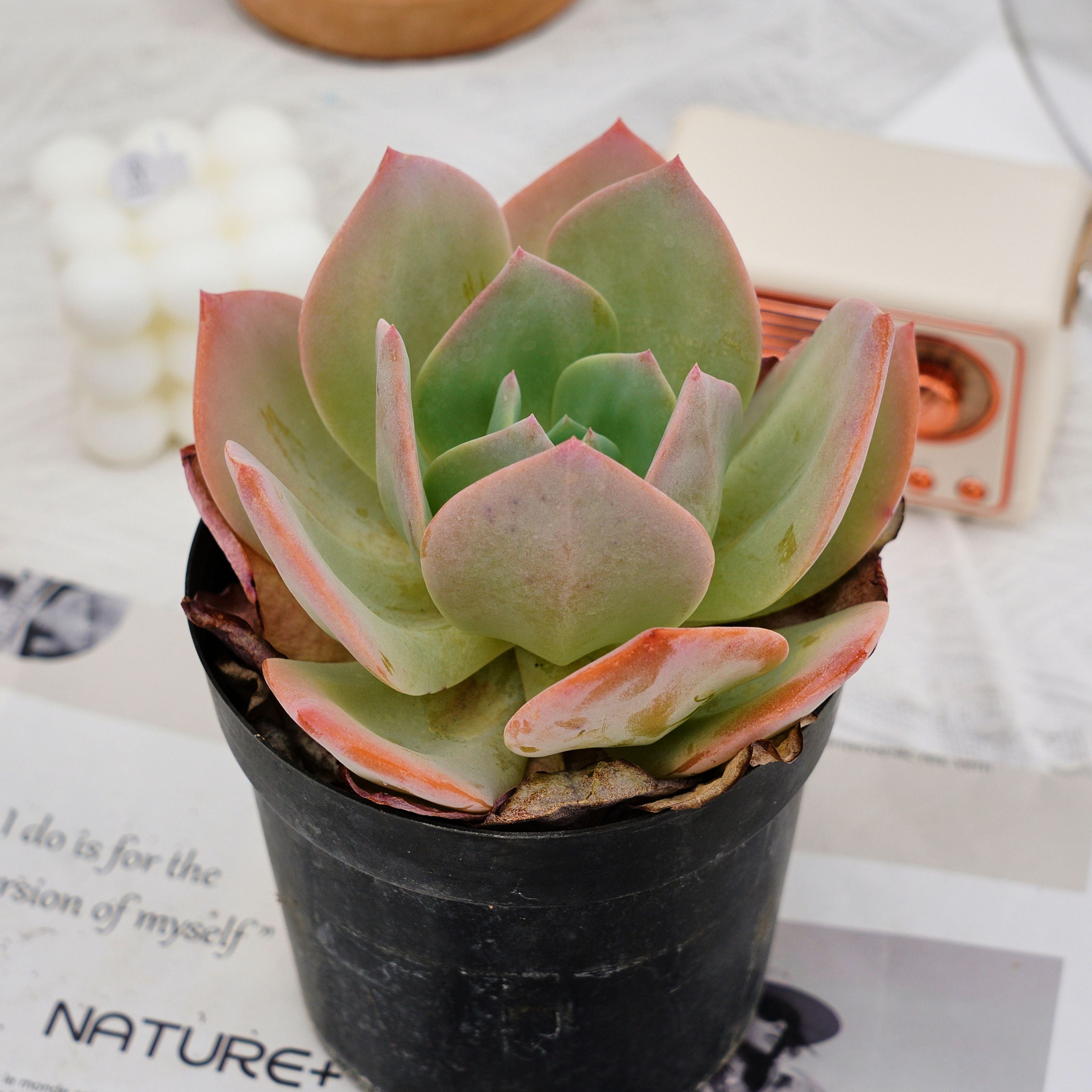 6'' Echeveria Hakuhou, Rare Live Succulent Plants – cocosucculent