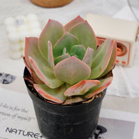 6'' Echeveria Hakuhou, Rare Live Succulent Plants