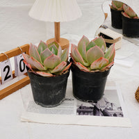 6'' Echeveria Hakuhou, Rare Live Succulent Plants