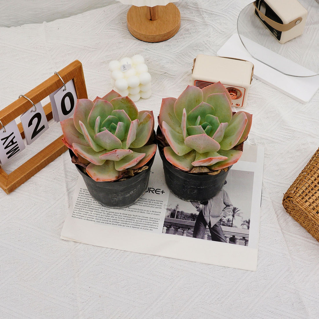 6'' Echeveria Hakuhou, Rare Live Succulent Plants