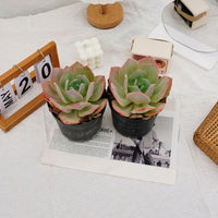 6'' Echeveria Hakuhou, Rare Live Succulent Plants