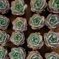 6'' Echeveria Hakuhou, Rare Live Succulent Plants