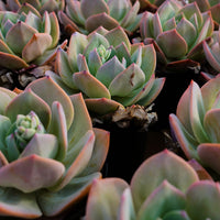 6'' Echeveria Hakuhou, Rare Live Succulent Plants