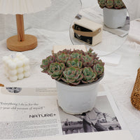 5'' Echeveria Atlantis, Rare Live Succulent Plants