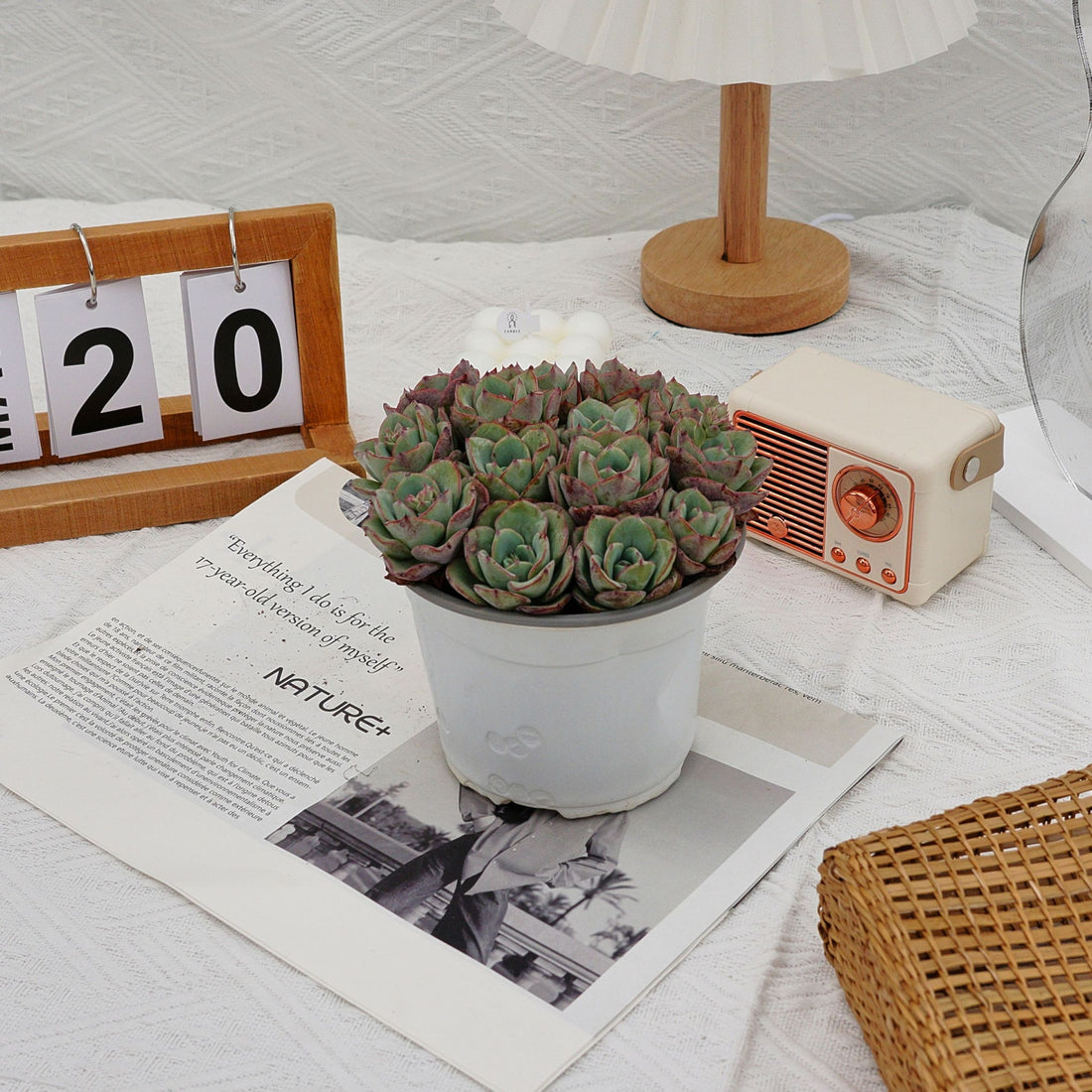 5'' Echeveria Atlantis, Rare Live Succulent Plants