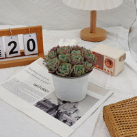 5'' Echeveria Atlantis, Rare Live Succulent Plants