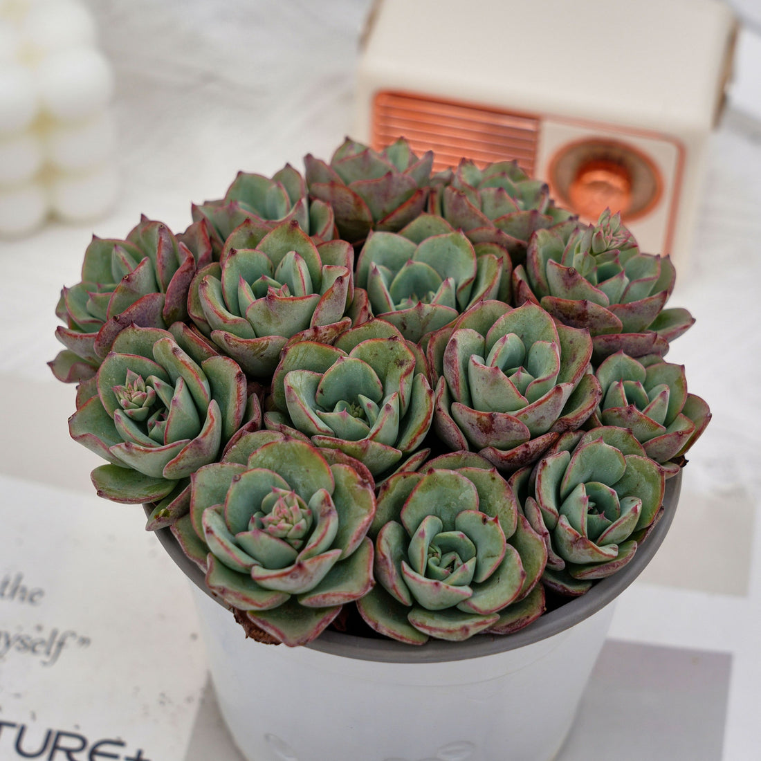 5'' Echeveria Atlantis, Rare Live Succulent Plants