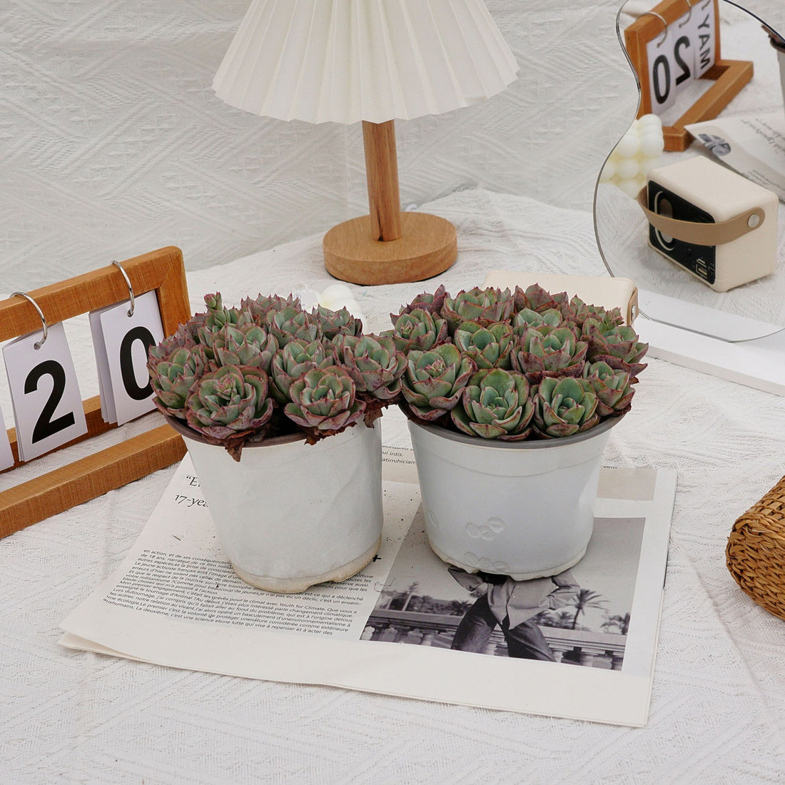 5'' Echeveria Atlantis, Rare Live Succulent Plants