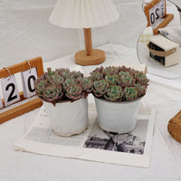 5'' Echeveria Atlantis, Rare Live Succulent Plants