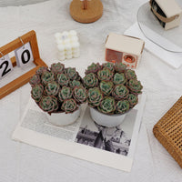 5'' Echeveria Atlantis, Rare Live Succulent Plants