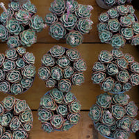 5'' Echeveria Atlantis, Rare Live Succulent Plants