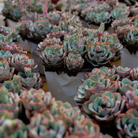 5'' Echeveria Atlantis, Rare Live Succulent Plants