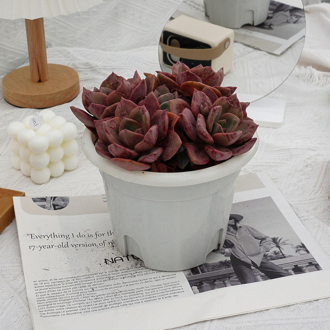 7'' Echeveria Colored Glaze Cup, Rare Live Succulent Plants