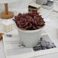 7'' Echeveria Colored Glaze Cup, Rare Live Succulent Plants