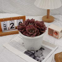 7'' Echeveria Colored Glaze Cup, Rare Live Succulent Plants