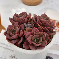 7'' Echeveria Colored Glaze Cup, Rare Live Succulent Plants