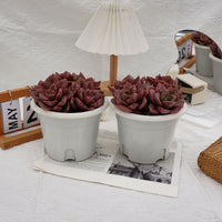 7'' Echeveria Colored Glaze Cup, Rare Live Succulent Plants