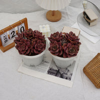 7'' Echeveria Colored Glaze Cup, Rare Live Succulent Plants